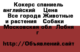 Кокерс спаниель английский  › Цена ­ 4 500 - Все города Животные и растения » Собаки   . Московская обл.,Лобня г.